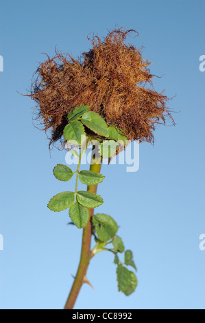 Stieg Bedeguar Gall, Robins Nadelkissen Gall oder Moos Galle produziert von Wasp Diplolepis Rosae auf Hundsrose (Rosa Canina) Stockfoto