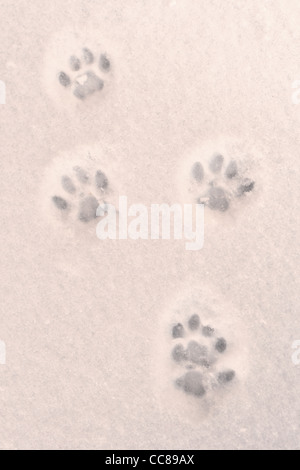 vier Katzen Spuren im frischen Schnee Stockfoto