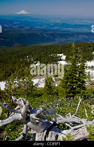 Blick auf Mt Adam aus Mt. Hood National Forest Stockfoto