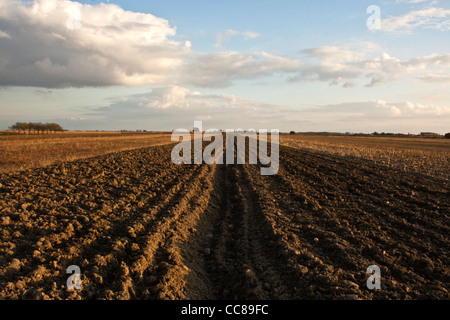 gepflügtes Feld unter blauem Himmel Stockfoto