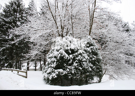 immergrüne und laubabwerfende Bäume mit Schnee auf den Zweigen und Boden. Kontrastreiches Bild. Stockfoto
