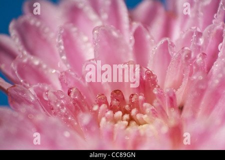 Chrysantheme Makro Stockfoto