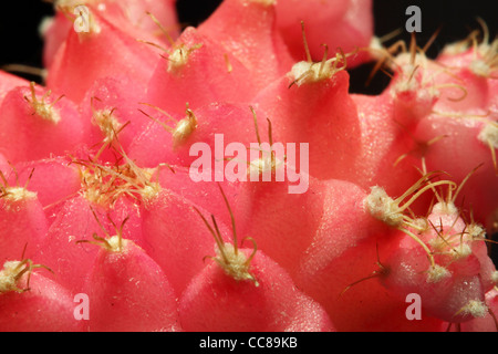 Ein rosa Kaktus Stockfoto