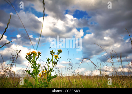 Ein sonniger Tag im Richmond park Stockfoto