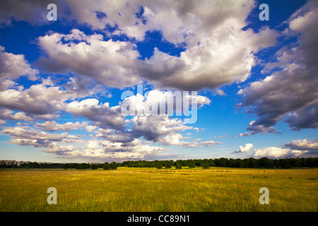 Ein sonniger Tag im Richmond park Stockfoto