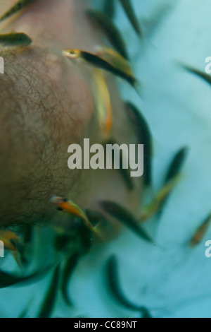 Detail in eine 'Fisch Spa in Koh Samui, Thailand. Stockfoto