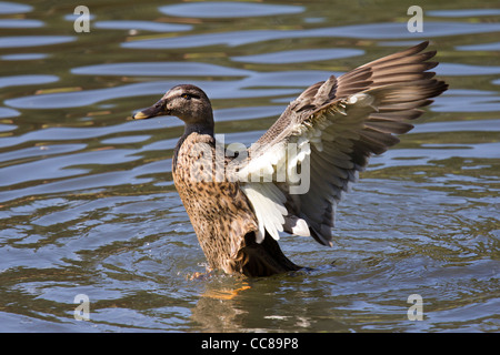 Eine weibliche Stockente im WWT London Wetland Centre Stockfoto