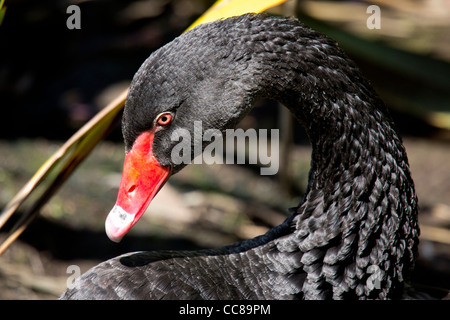 Der schwarze Schwan (Cygnus olor) ist eine große Wasservögel. Stockfoto