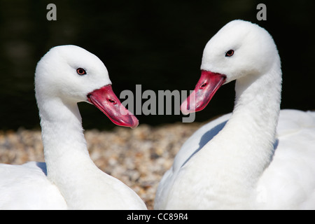 Coscoroba Schwan (Coscoroba Coscoroba) ist eine Art von Wasservögeln bewohnen Südamerika. Stockfoto