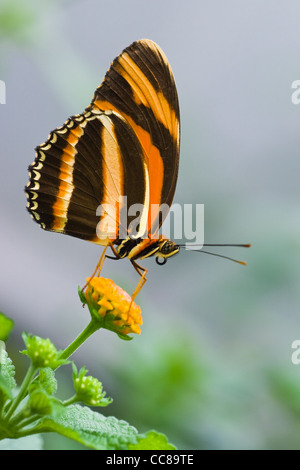 Schmetterling gebändert Orange Tiger, gebändert Orange Heliconian oder Dryadula Phaetusa ruht auf Lantana Blumen Stockfoto