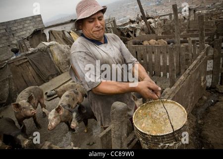 Ein Schweinezüchter füttert seine Schweine in Pueblo Joven von Villa El Salvador in Lima, Peru, Südamerika. Stockfoto
