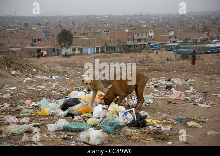 Hunde fressen aus einem Haufen Müll in Lima, Peru, Südamerika. Stockfoto