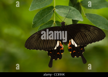 Großer Mormone Schmetterling oder Papilio Memnon hängen an Zweig mit grünen Blättern Stockfoto