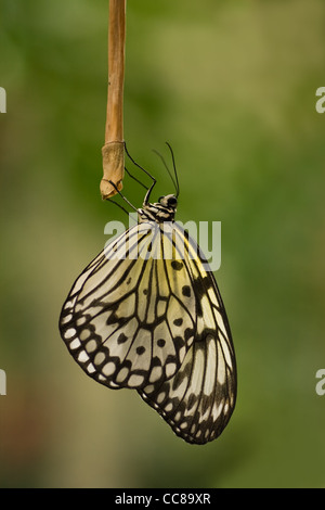 Papier, Kite, Sunburst Reispapier Schmetterling oder Idee Leuconoe Ruhe für die Nacht Stockfoto