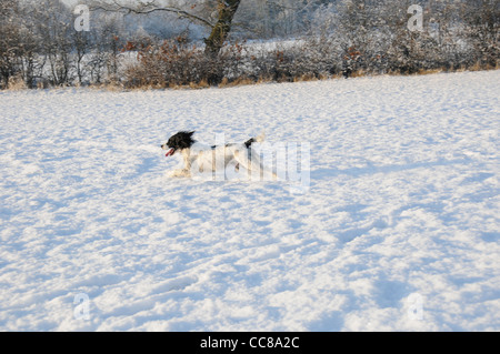 Englisch Springer Spaniel Hund im Schnee Stockfoto
