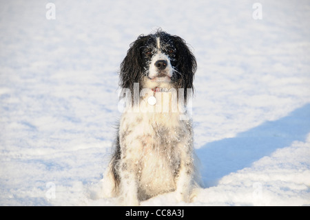 Englisch Springer Spaniel Hund im Schnee Stockfoto