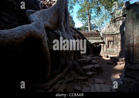 Ta Prohm, Ruinen und unrestaurierten Tempel Bayon-Stil im Dschungel, Angkor Gebiet, Siem Reap, Kambodscha, Asien. Der UNESCO Stockfoto