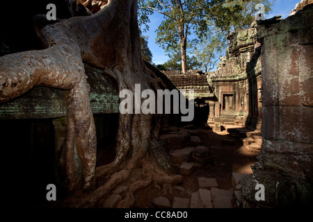 Ta Prohm, Ruinen und unrestaurierten Tempel Bayon-Stil im Dschungel, Angkor Gebiet, Siem Reap, Kambodscha, Asien. Der UNESCO Stockfoto