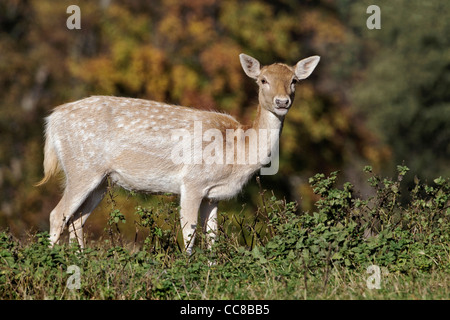 Damhirsch - weiblich Stockfoto