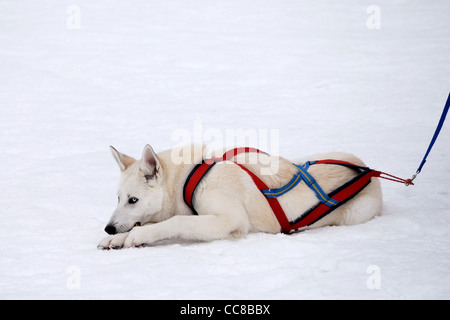 weißer Husky auf Schneelandschaft Stockfoto