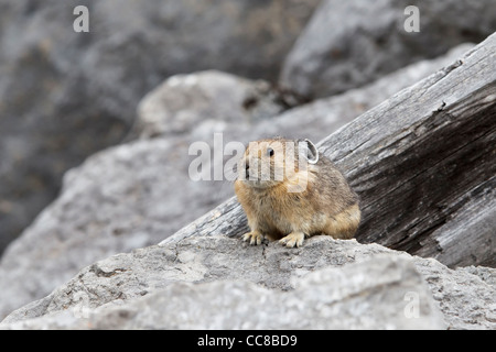 Nördlichen oder amerikanisches Pika Stockfoto