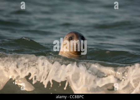 Graue Dichtung im Surf - Schuss in den Kopf Stockfoto