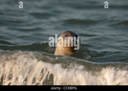 Kegelrobben, Schwimmen in der Brandung Stockfoto