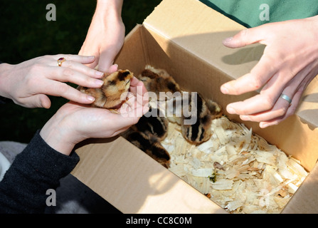 Umgang mit Küken als ein Poultryman gibt einen Vortrag über Hühnerhaltung in einem Kleinbetrieb-Kurs bei Daylesford Organic Farm Stockfoto