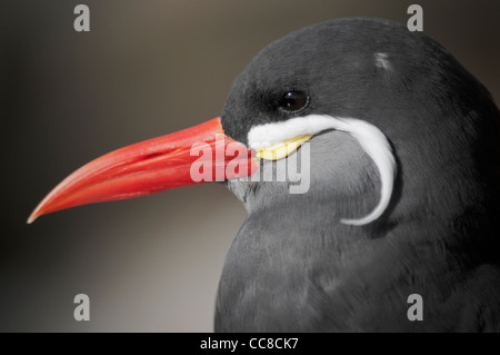 Kopf und Schnabel ein Inka-Seeschwalbe Stockfoto