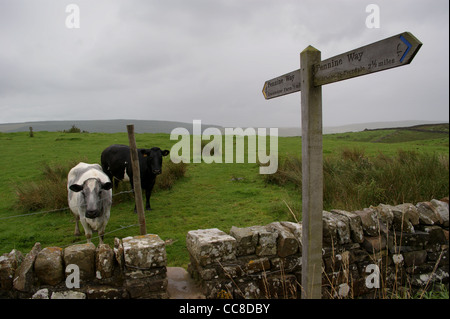 Kühe in der Nähe von einem Wanderweg-Schild an der Pennine Way zwischen Grassholme Farm und Middleton-in-Teesdale, County Durham, England Stockfoto