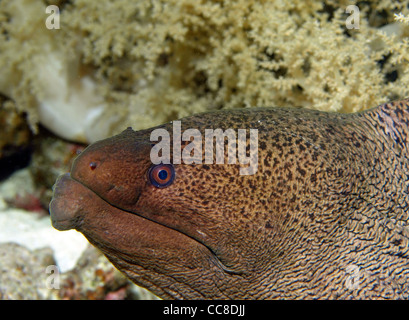 Riesen Muräne im Roten Meer Stockfoto