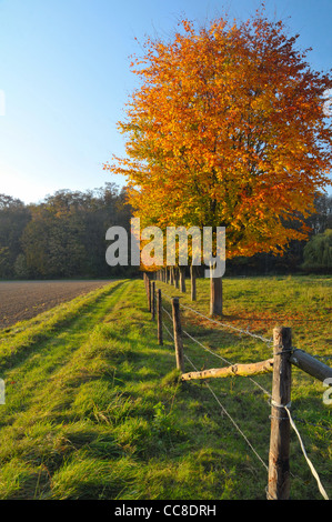 Reihe von Herbst Bäume neben einer grünen Hof-Gasse vor blauem Himmel Stockfoto