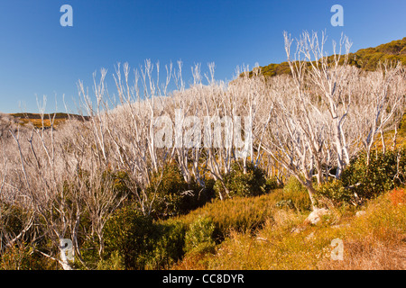 Schnee Zahnfleisch (Eukalyptus Pauciflora) nachwachsende nach ein verheerender Busch Brand Falls Creek in den viktorianischen Alpen Stockfoto