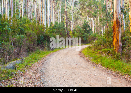 Kurvenreiche Straße durch Mountain Ash (Eucalyptus regnans) Wald auf Mountain Creek Road, Tawonga im Nordosten Victoria, Australien Stockfoto