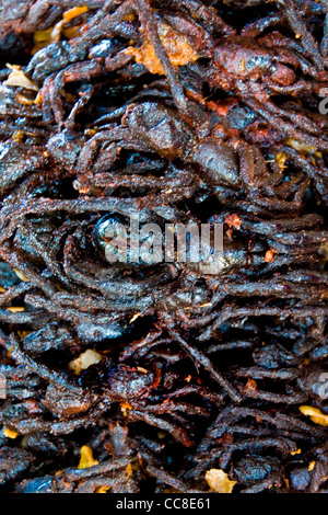 Frittierte Spinnen, Skun Markt, Umgebung von Siem Reap, Kambodscha Stockfoto