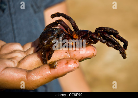 Frittierte Spinnen, Skun Markt, Umgebung von Siem Reap, Kambodscha Stockfoto