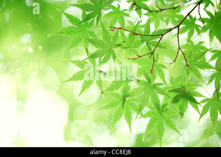 grüne Ahornblätter, flachen Fokus. Stockfoto