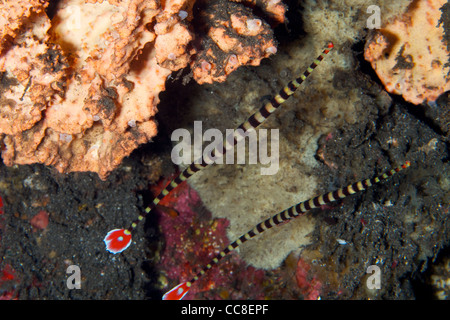 Gebänderte Seenadeln (Doryrhamphus Dactyliophorus) Balztanz ihre Verbundenheit zu bekräftigen. Das Männchen trägt die Eizellen in seinem Bauch. Stockfoto