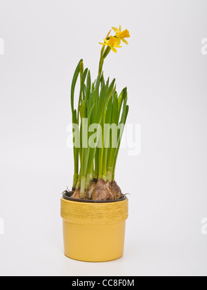 Narzissen in einem Blumentopf Stockfoto