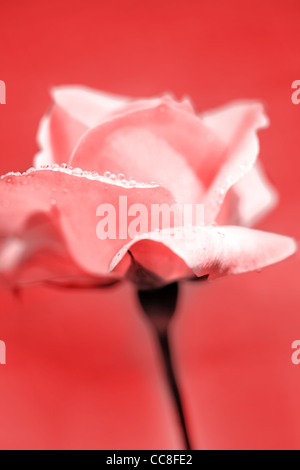 Schöne frische rosa Rose mit Morgentau Stockfoto