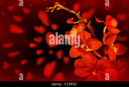 Happy Valentine Karte, rote frische Orchidee Blume mit Herzen auf schwarzem Hintergrund isoliert Stockfoto