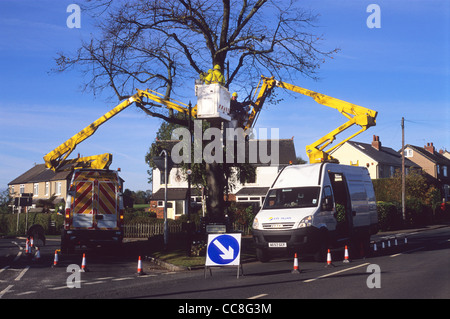 Ingenieure in Cherry Pickers Durchführung von Arbeiten an Baum Leeds Yorkshire UK Stockfoto