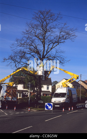 Ingenieure in Cherry Pickers Durchführung von Arbeiten an Baum Leeds Yorkshire UK Stockfoto