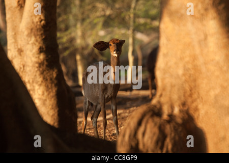 Nyala (Tragelaphus Angasii) weibliche am Fig Wald. Ndumo Game Reserve. KwaZulu-Natal, Südafrika. Stockfoto