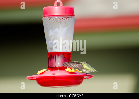 Fehlschüsse Annas Kolibri Feeder Calypte anna APODIFORMES TROCHILIDAE verpasst Stockfoto