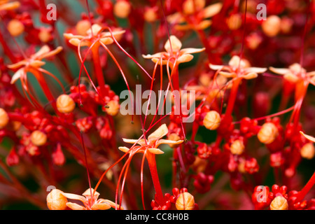 Eine Pflanze oder Blume am Diamond Botanical Gardens Stockfoto