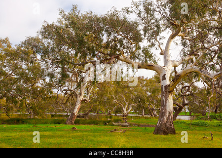 Majestic River Red Gums bei Pioneer Sumpf in Mooldort Feuchtgebiete in der Nähe von Maldon und Castlemaine, Victoria, Australien Stockfoto