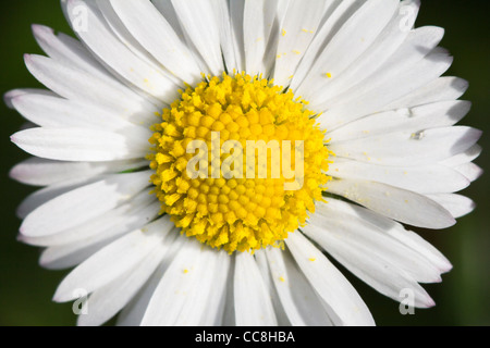 Eine Nahaufnahme von einem Gänseblümchen Stockfoto