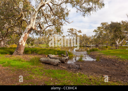 Majestic River Red Gums bei Pioneer Sumpf in Mooldort Feuchtgebiete in der Nähe von Maldon und Castlemaine, Victoria, Australien Stockfoto