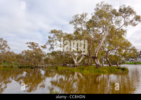 Majestic River Red Gums bei Pioneer Sumpf in der Mooldort Feuchtgebiete in der Nähe von Maldon und Castlemaine in Victoria, Australien Stockfoto